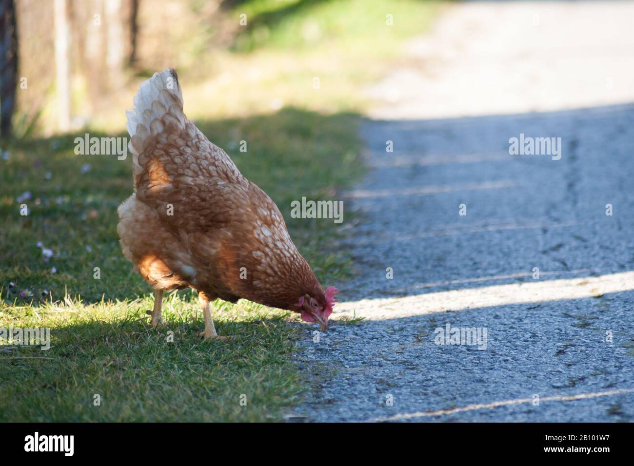 Une poule sur le côté de la route prend de la nourriture. Poule brune maison européenne.l'ancienne coutume de mettre des poulets sur la route pour nourrir sur l'herbe, vers A Banque D'Images