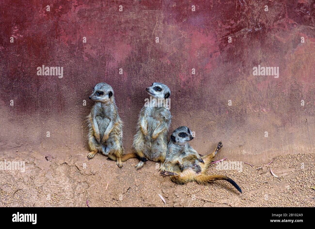 Meerkats À Queue Mince Au Zoo De Perth, Australie Occidentale Banque D'Images