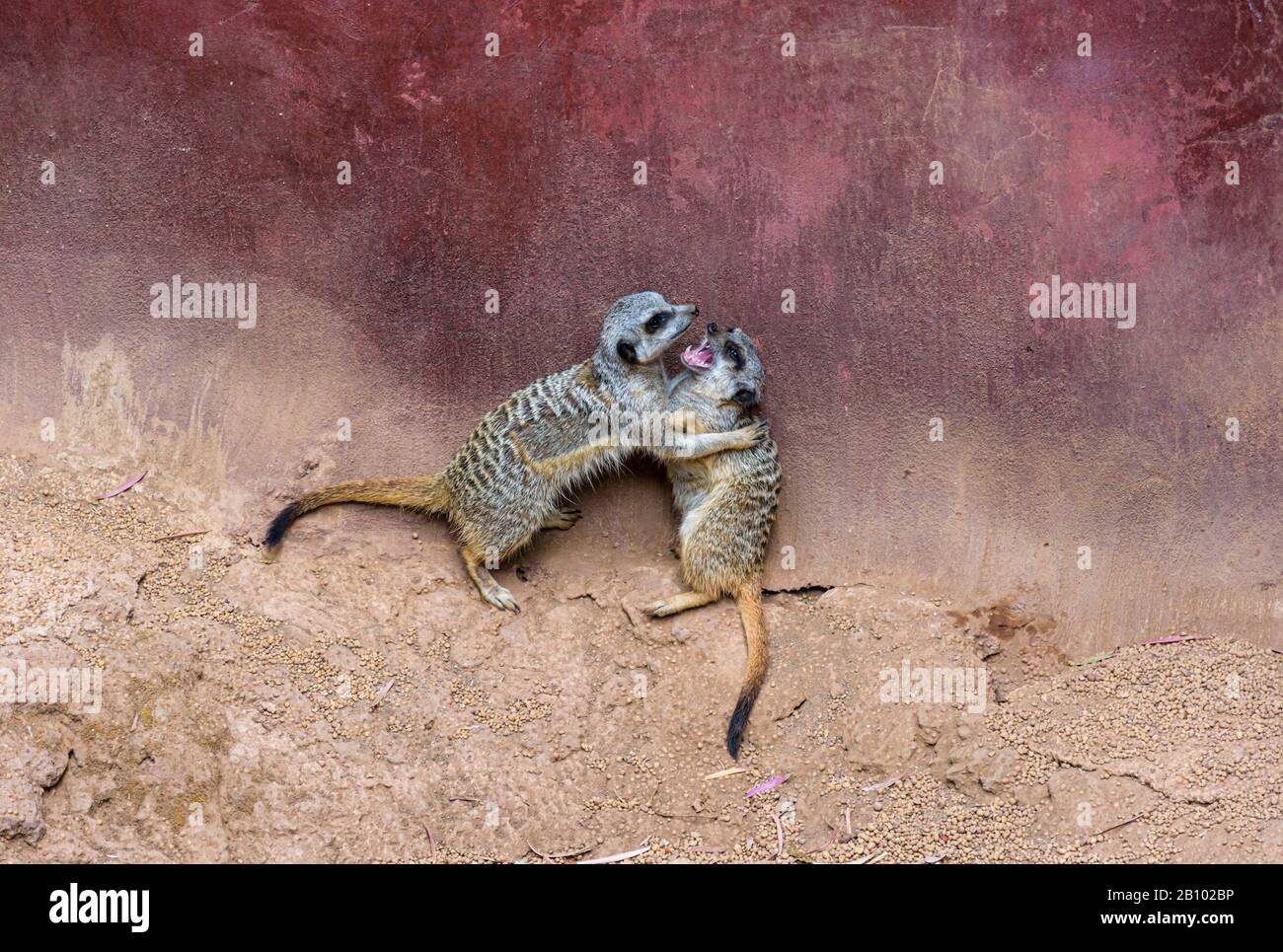 Meerkats À Queue Mince Au Zoo De Perth, Australie Occidentale Banque D'Images