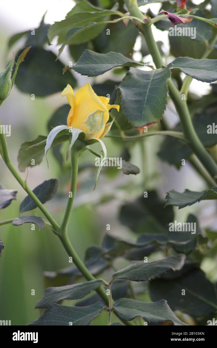 Rose jaune, fleur de lapin doré. Banque D'Images