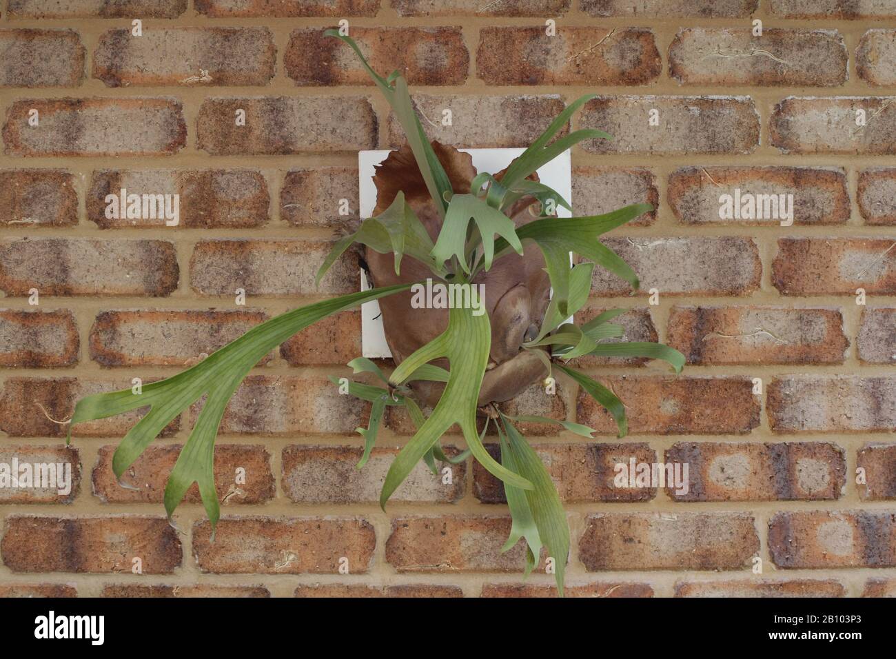 Fern de staghorn, (Superbum De Platycerium) monté sur mur de briques Banque D'Images