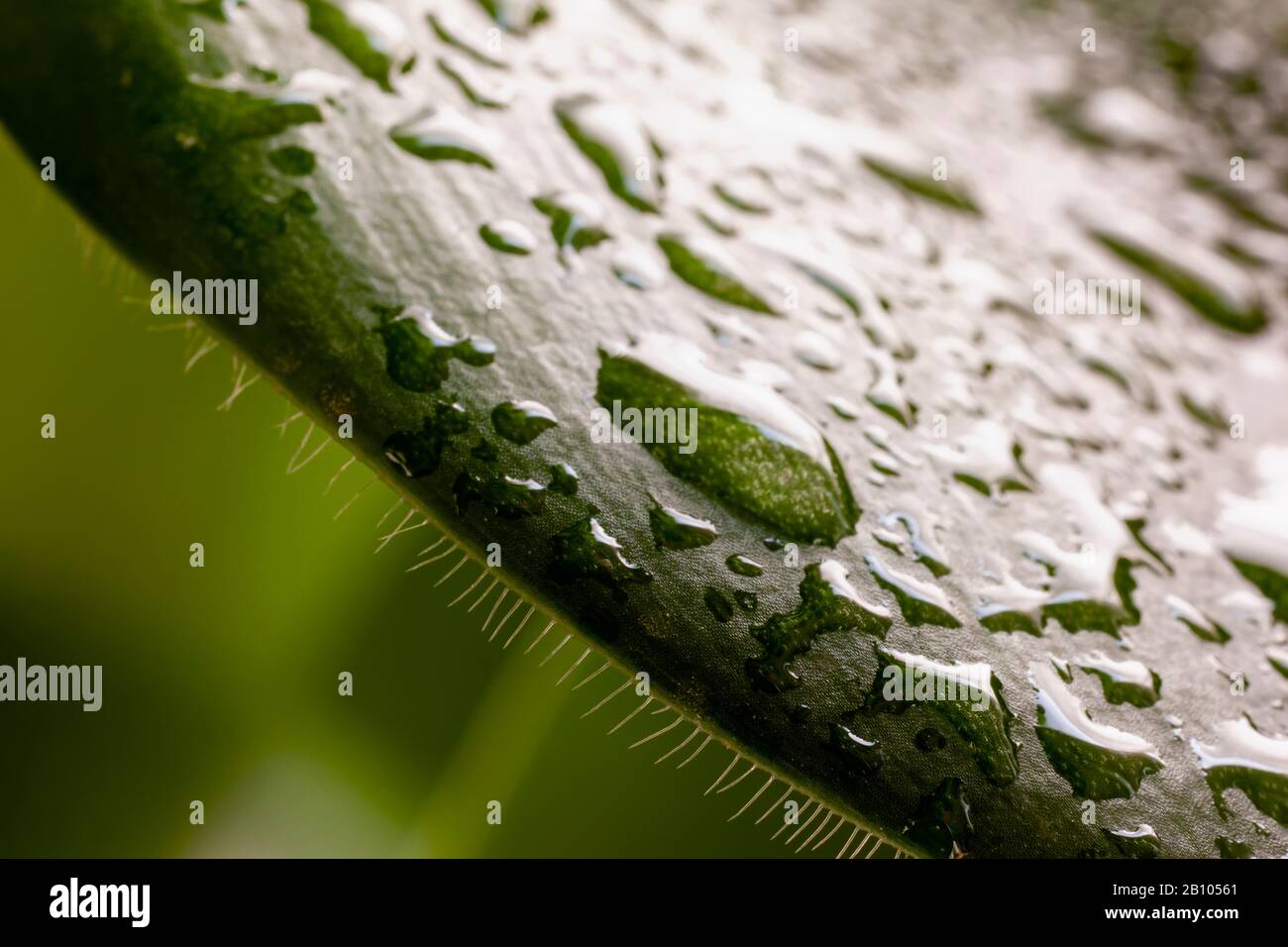 Macro Haemanthemus albiflos feuilles avec des pics et des gouttes d'eau brillant dans la lumière du soleil. Plante de floraison dans la famille Amaryllidaceae Banque D'Images