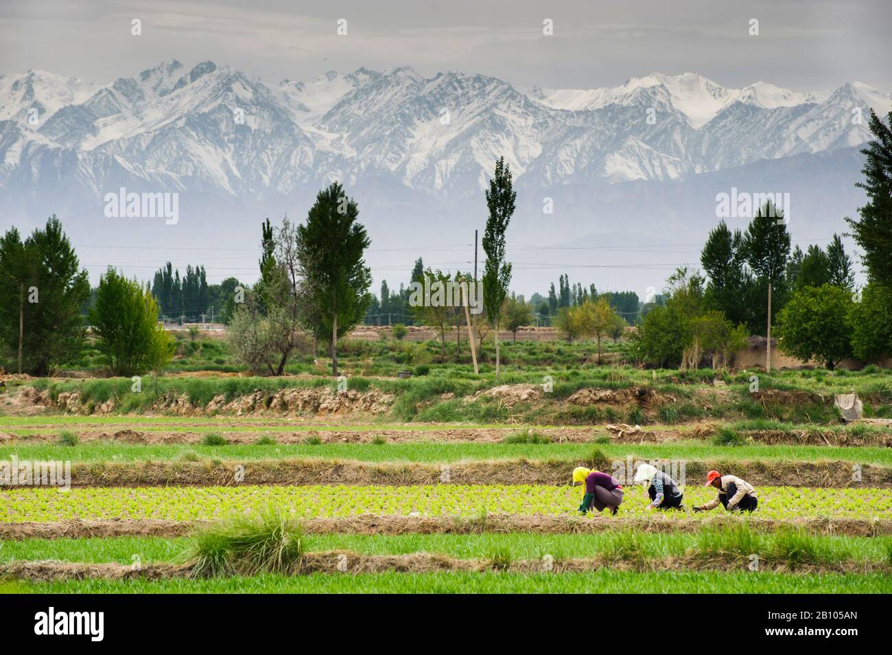 Les agriculteurs de la province de Gansu. Chine Banque D'Images