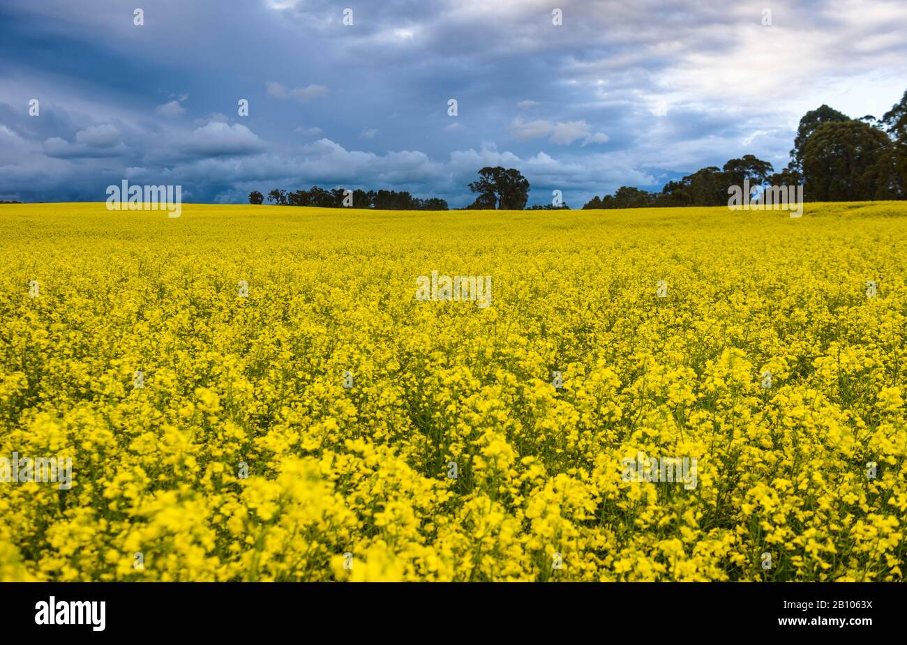Plantation d'huile de colza, champ de colza, Australie méridionale Banque D'Images