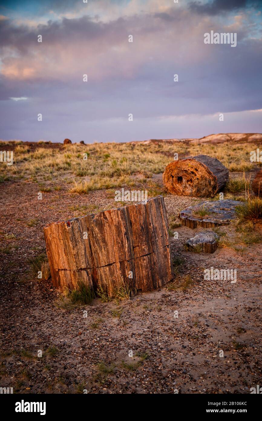 Parc National De La Forêt Pétrifiée, Forêt Pétrifiée, Route Historique 66, Arizona, États-Unis Banque D'Images