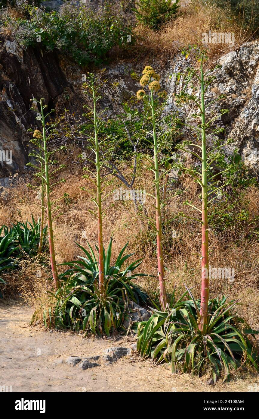 Agave Cactus fleurit dans un endroit rocheux Banque D'Images