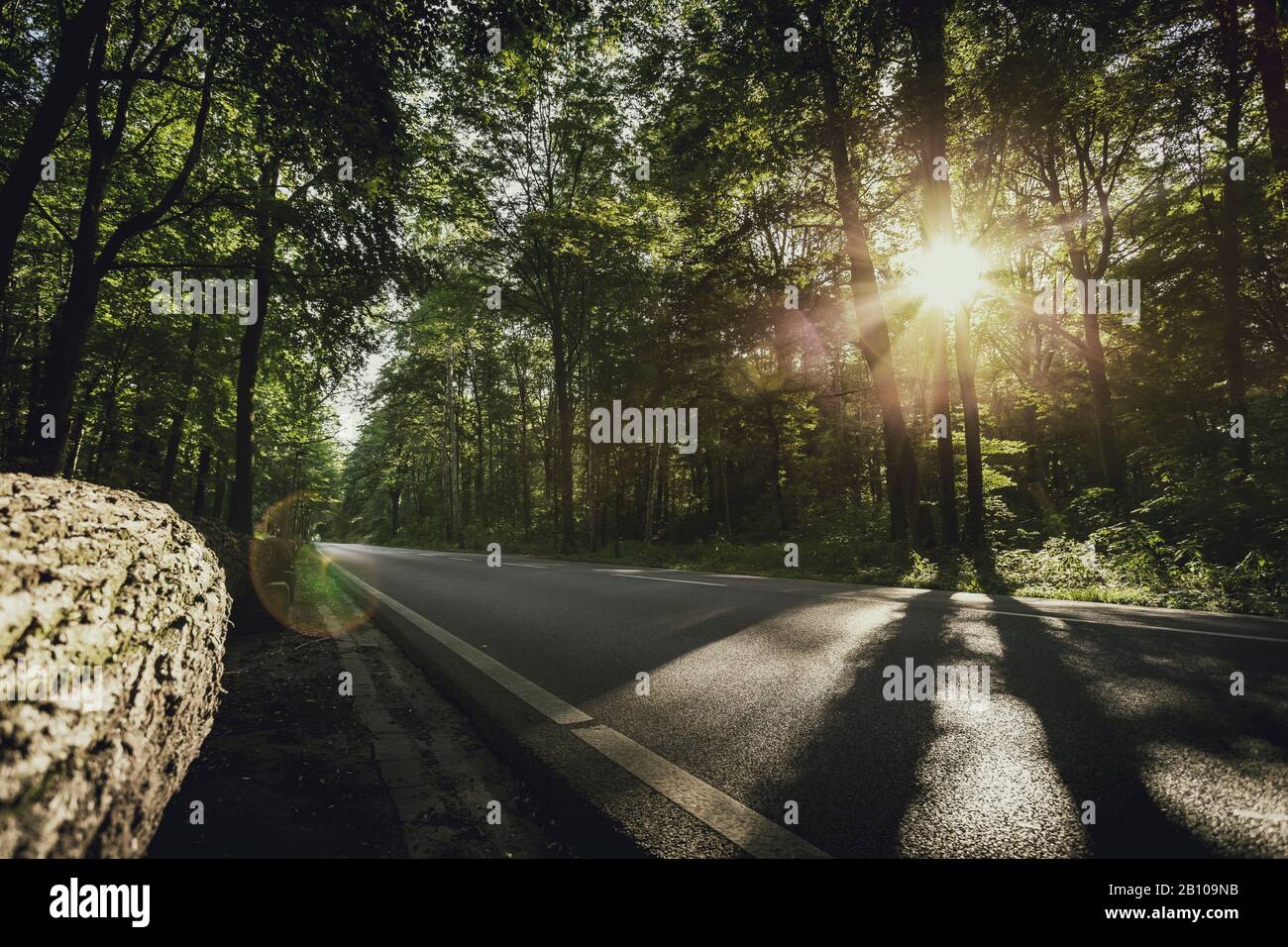 Stadtwald Eilenriede, Hanovre, Basse-Saxe, Allemagne Banque D'Images