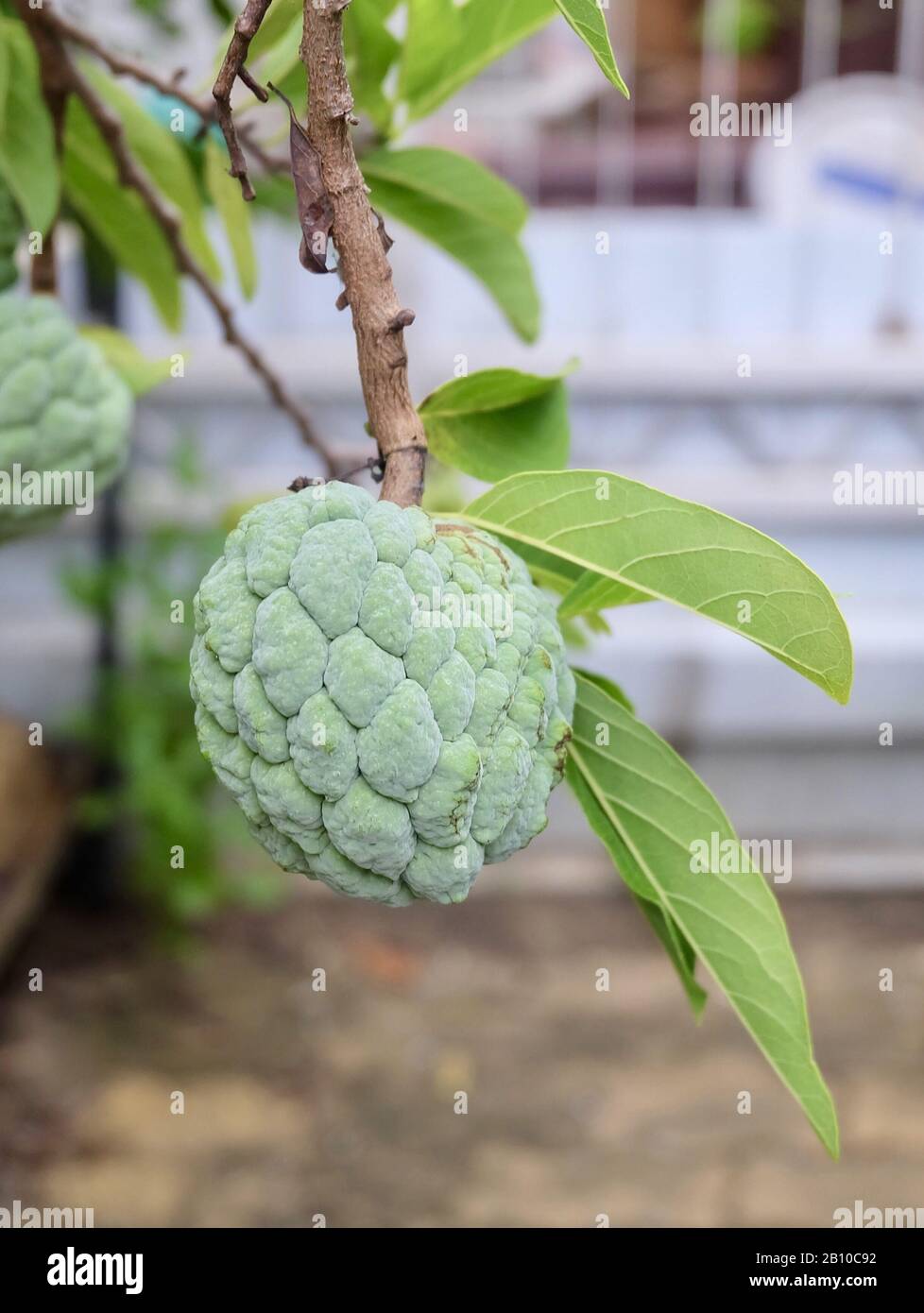 Fruits Tropicaux, Pomme De Conserve, Pomme De Sucre, Fruit De Sweetsop Ou De Réticulata D'Annona Sur La Branche Des Arbres. Banque D'Images