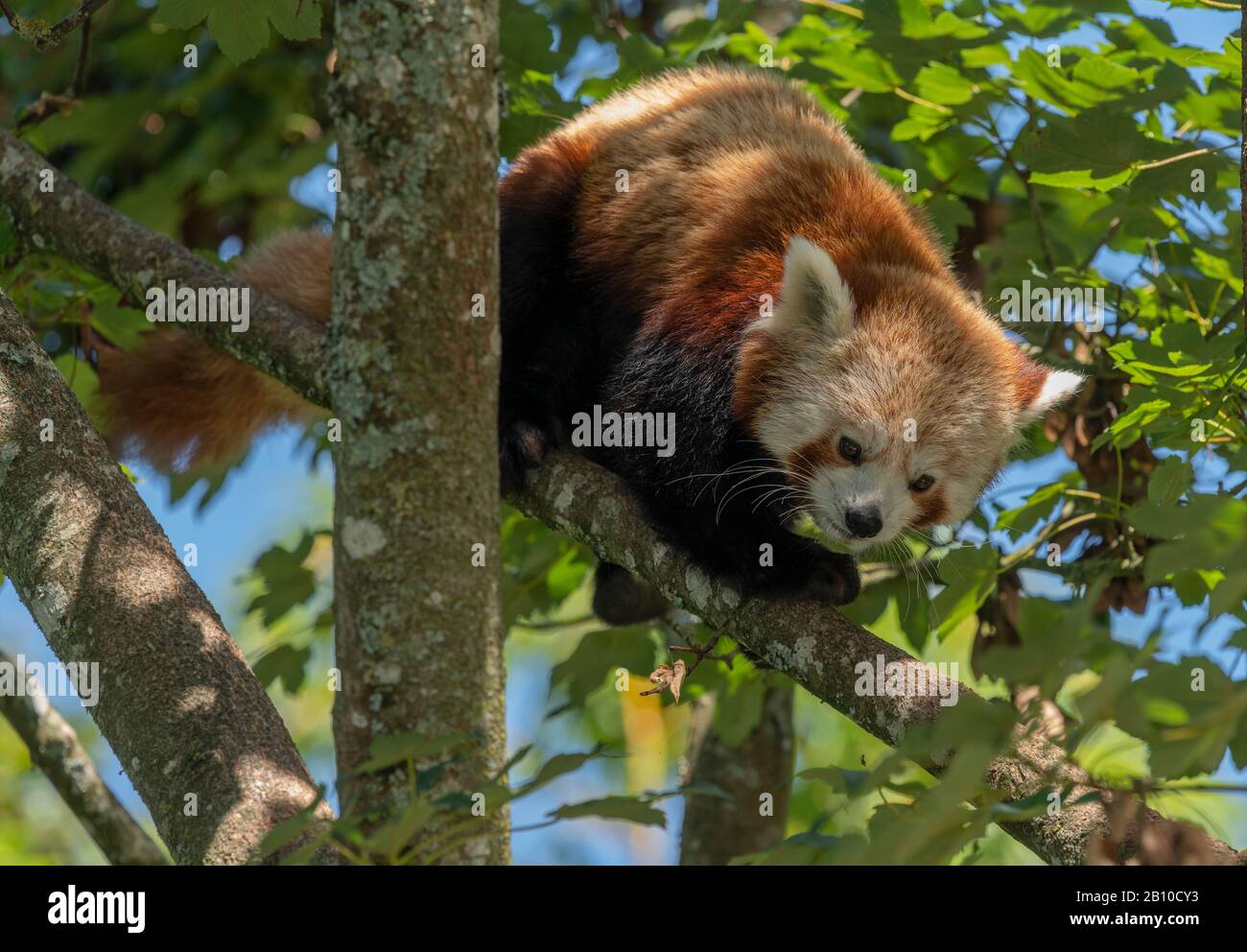 Un panda rouge, Ailurus fulgens, dans l'érable. Banque D'Images