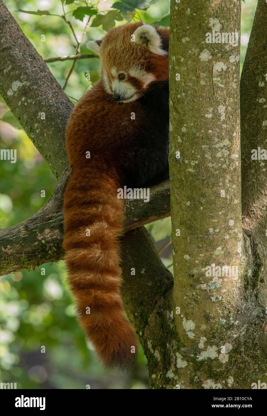 Un panda rouge, Ailurus fulgens, dans l'érable. Banque D'Images
