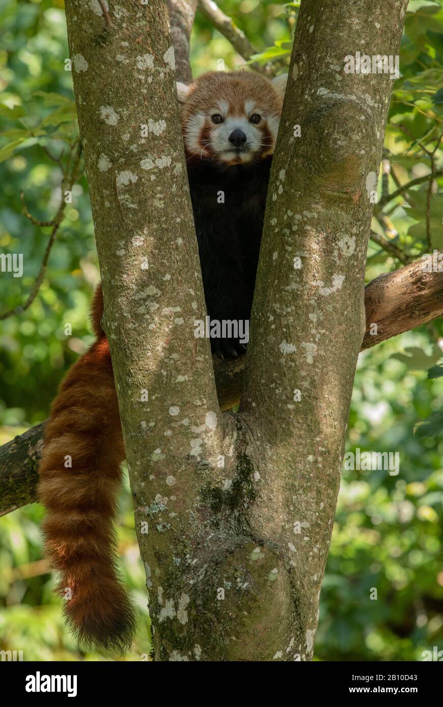 Un panda rouge, Ailurus fulgens, dans l'érable. Banque D'Images