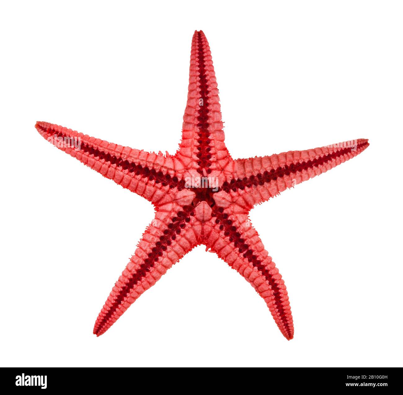 face arrière de l'étoile de mer séchée (étoile de mer) isolée sur fond blanc Banque D'Images