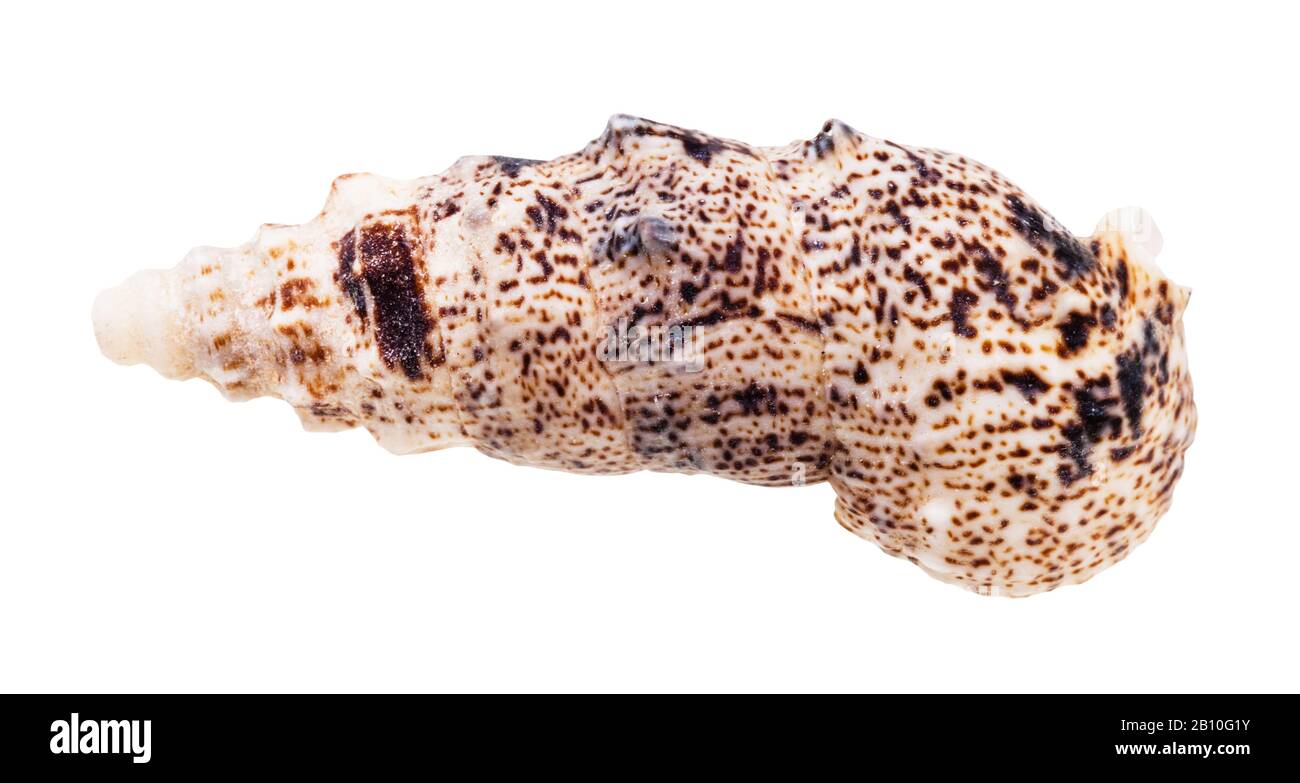 coquille de mollusque cerith isolée sur fond blanc Banque D'Images