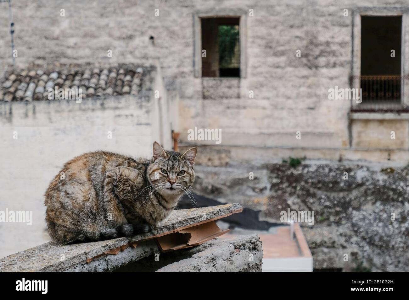 Portrait des détails du visage de chat sauvage à rayures grises sur le fond flou de la ville de matera, animaux de compagnie Banque D'Images