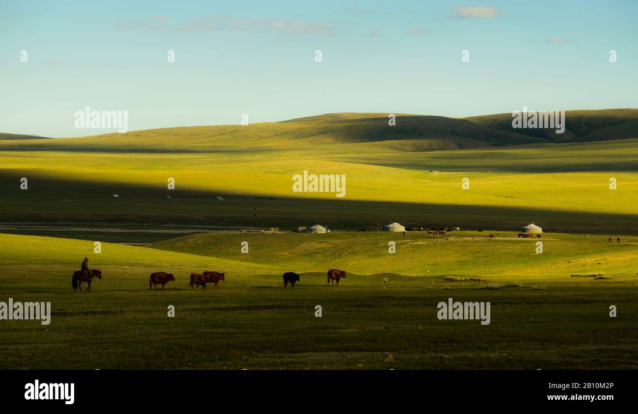 Berger avec troupeau de bovins près de son yourte dans la steppe mongole, Mongolie Banque D'Images