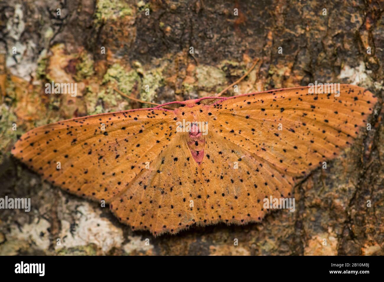 Moth - Cyclophora warreni, magnifique papillon orange et rouge des forêts andines, Wild Sumaco Lodge, Equateur. Banque D'Images