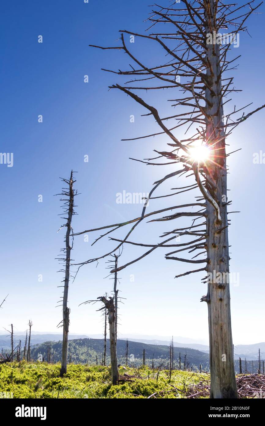 Montagne en Pologne. Silesia Beskid Près De Szczyrk. Temps ensoleillé. Banque D'Images