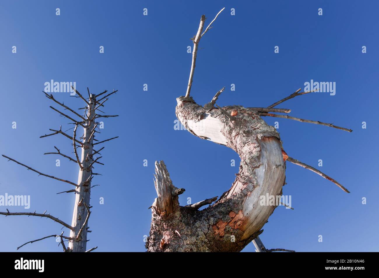 Forêt morte sur des dunes de sable. Banque D'Images