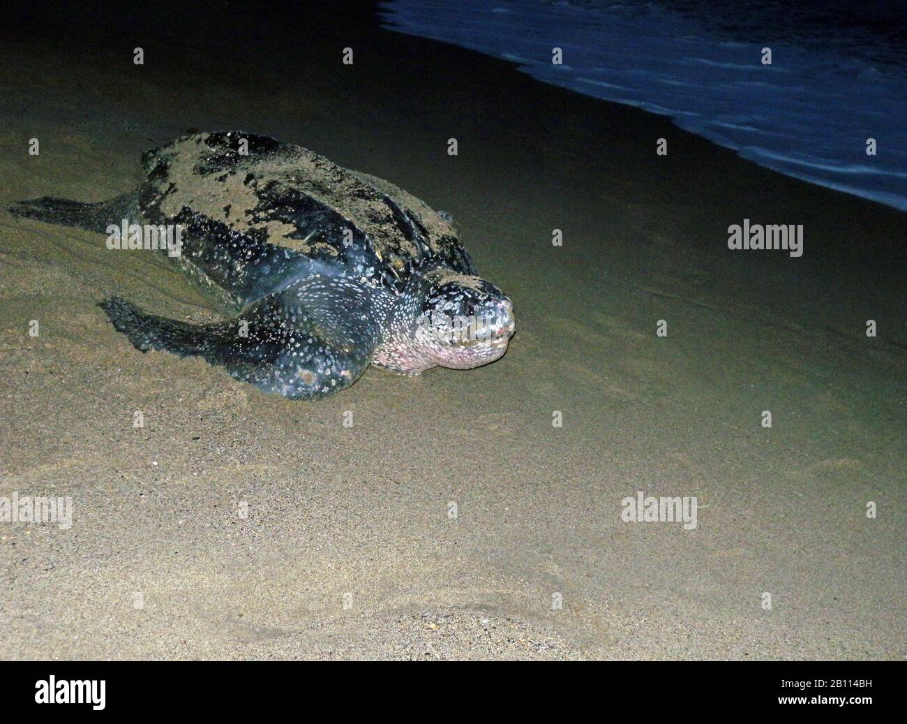 Tortue de mer luth, tortue luth, tortue luth (Dermochelys coriandre), plus grande tortue vivante, sur la plage, Trinité-et-Tobago, Trinité-et-Tobago Banque D'Images