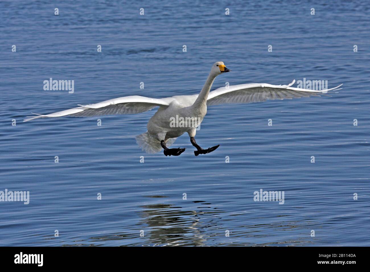 Cygnus cygnus (Cygnus cygnus), atterrissage dans l'eau, Japon, Hokkaido Banque D'Images Cygnus cygnus (Cygnus cygnus), atterrissage dans l'eau, Japon, Hokkaido Banque D'Images