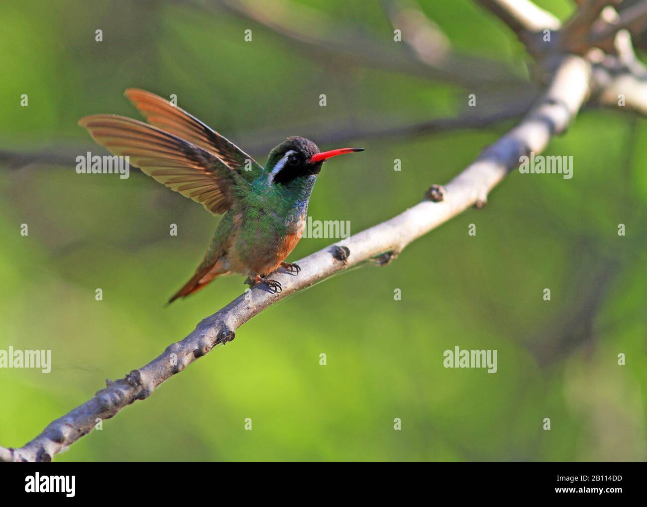 Le colibri de Xantus (Basilinna xantusii), homme, se trouve sur une branche, au Mexique Banque D'Images