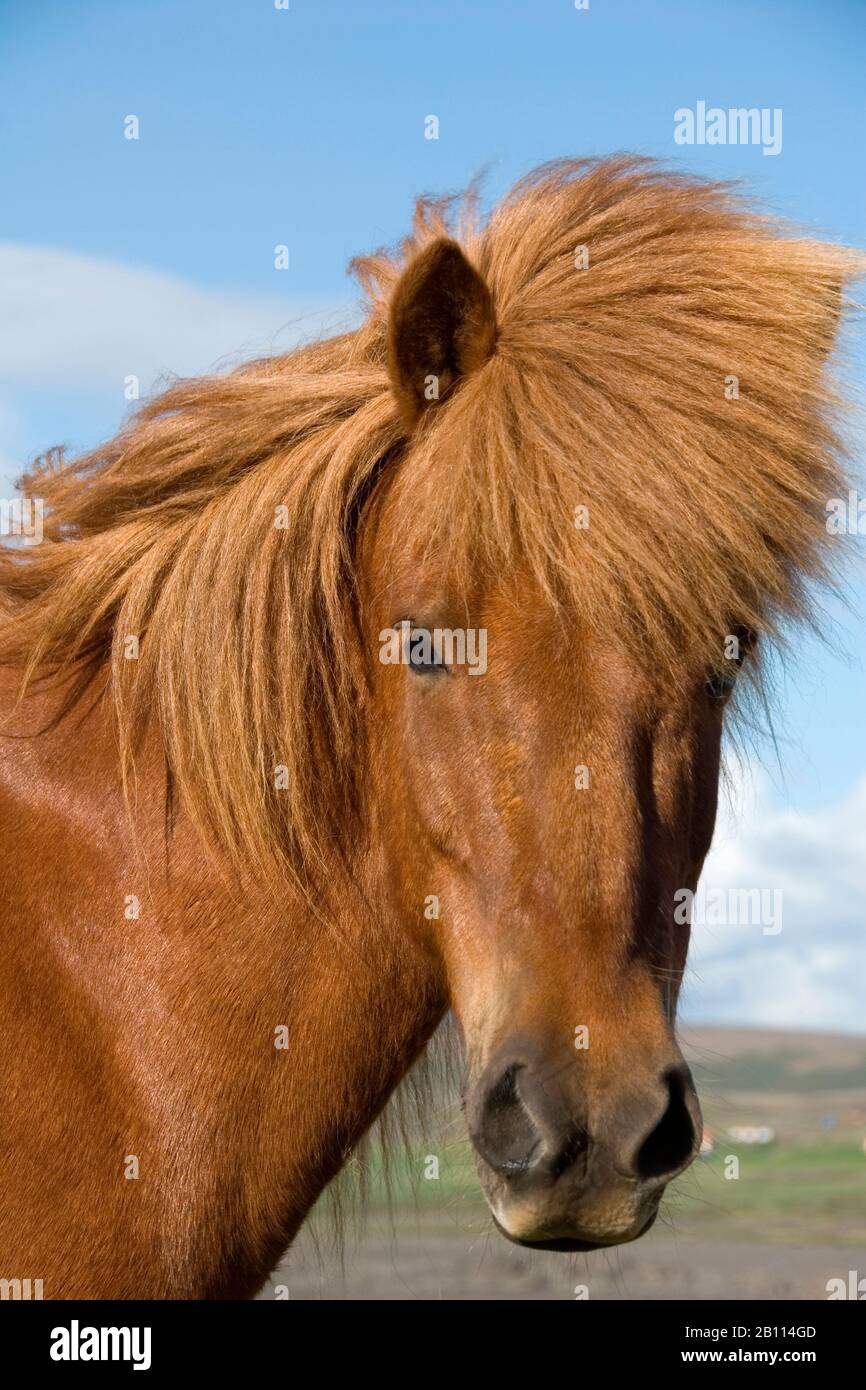 Islandic Horse, cheval islandais, Islande pony (Equus przewalskii f. caballus), portrait, Islande Banque D'Images