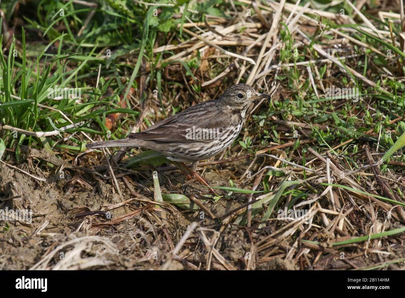 Pipit à ventre nu (Anthus rubescens japonicus), sur la rive avec des proies dans le projet de loi, Japon, Kyushu Banque D'Images Pipit à ventre nu (Anthus rubescens japonicus), sur la rive avec des proies dans le projet de loi, Japon, Kyushu Banque D'Images