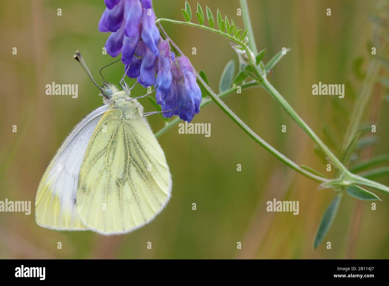 Blanc à voile vert, blanc à voile vert (Pieris napi, Artogeia napi, Pieris napae), aspire le nectar de Vicia craca, Allemagne Banque D'Images