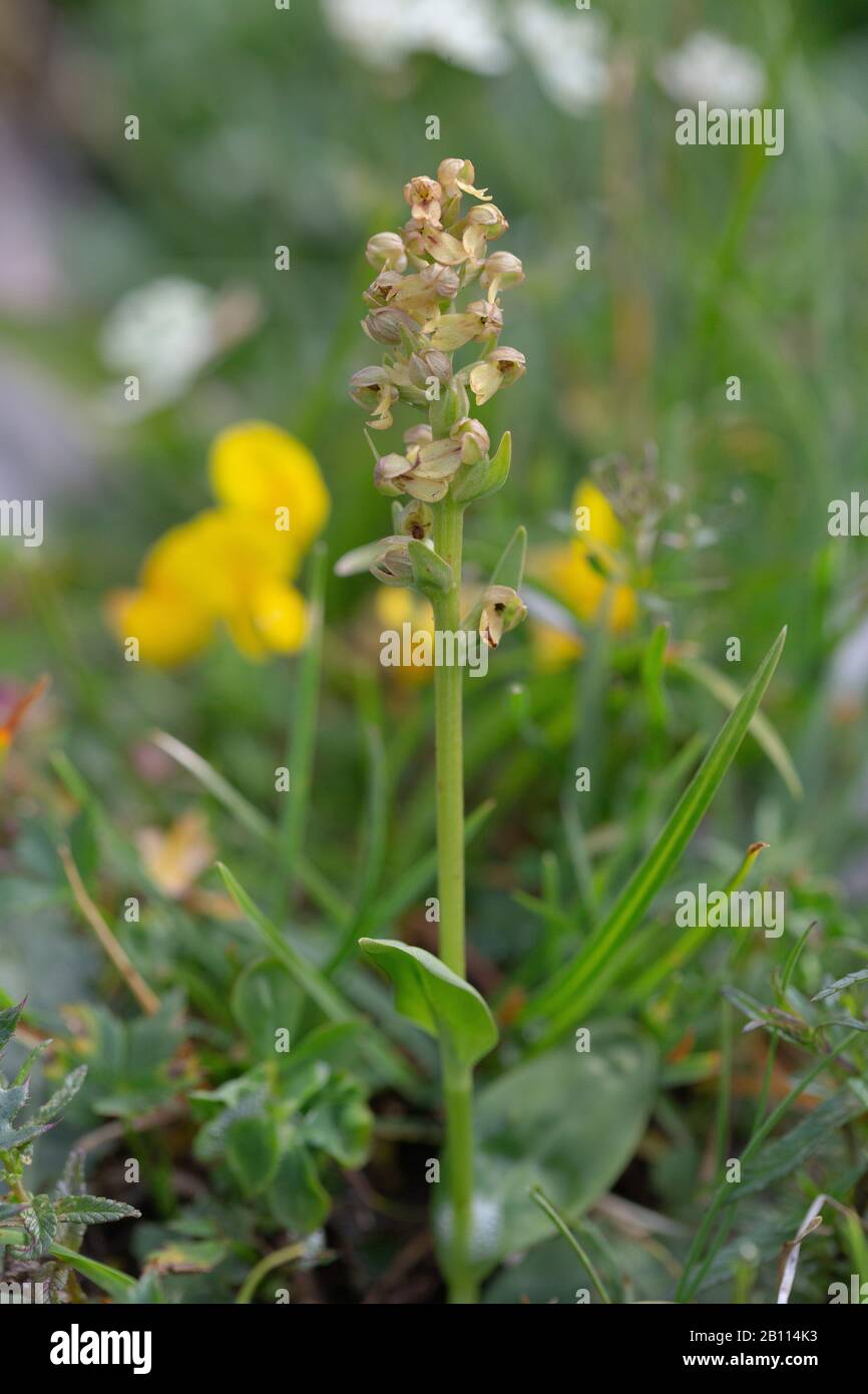 Orchidée de grenouille (Coeloglossum viride), inflorescence, Autriche Banque D'Images