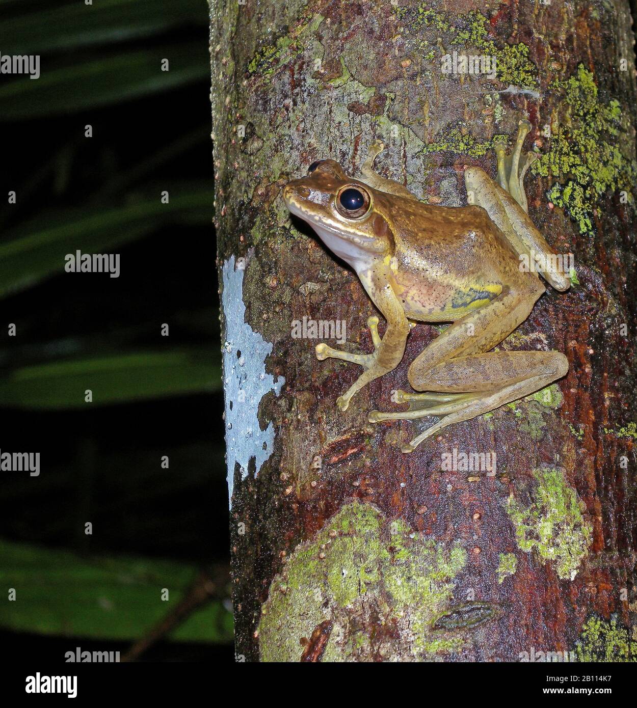 La grenouille aux yeux brillants de Dumeril (Boophis tephraeomystax, Polypedates tephraeomystax) se trouve sur un tronc d'arbre, Madagascar, Masoala Banque D'Images