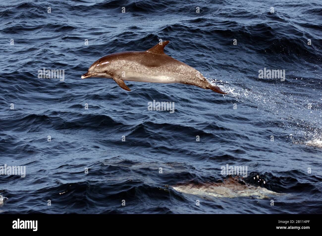 Dauphin à pois de l'Atlantique (Stenella frontalis), saute de la mer, Cap-Vert Banque D'Images