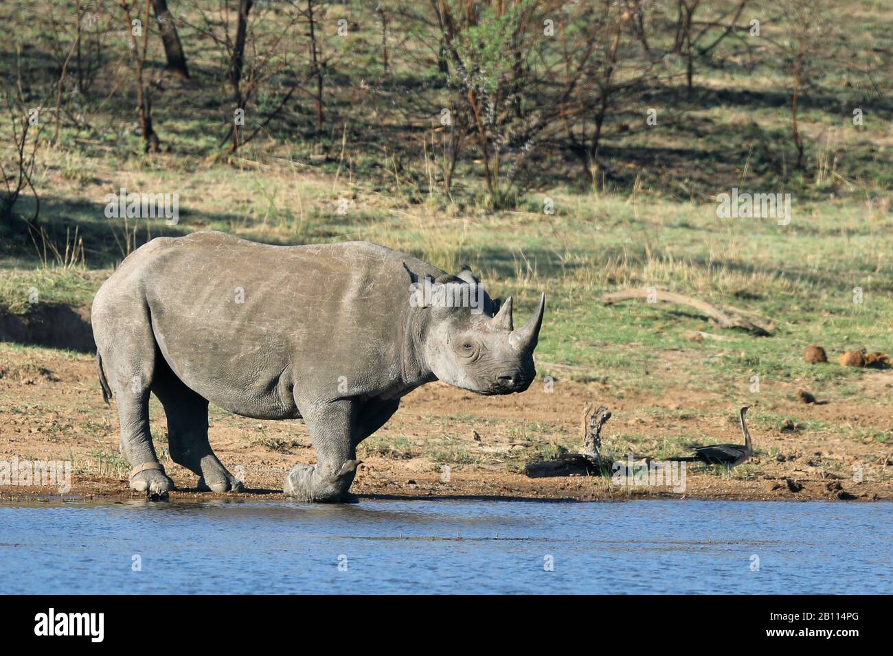 Rhinocéros noirs, rhinocéros accro, rhinocéros de navigation (Diceros bicornis), se dresse au trou d'eau, Afrique du Sud, Province du Nord-Ouest, Parc national de Pilanesberg Banque D'Images