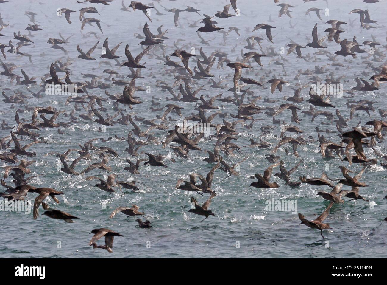 shearwater à queue courte (Puffinus tenuirostris), fourrage, Japon, Hokkaido Banque D'Images shearwater à queue courte (Puffinus tenuirostris), fourrage, Japon, Hokkaido Banque D'Images
