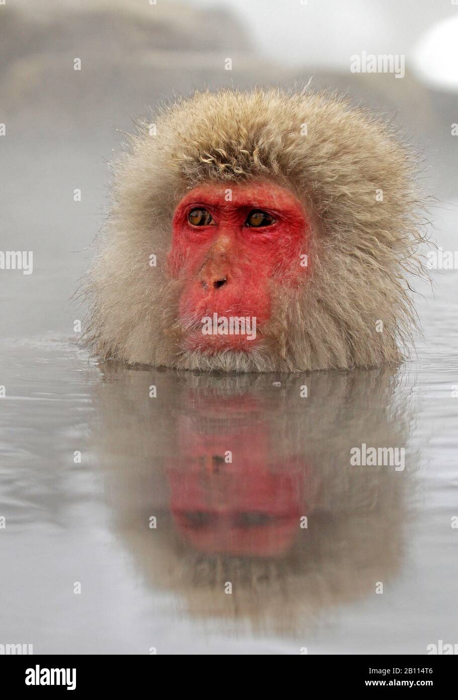 Macaque japonais, singe de neige (Macaca fuscata), bain de portrait, Japon Banque D'Images Macaque japonais, singe de neige (Macaca fuscata), bain de portrait, Japon Banque D'Images