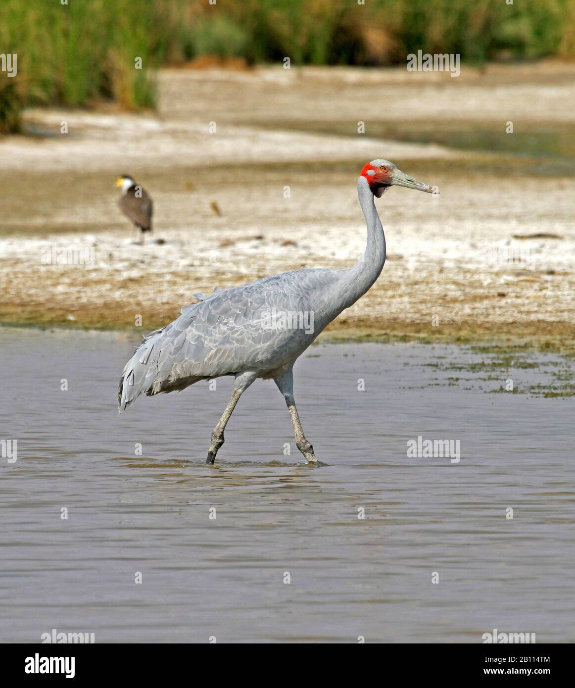 Brolga (Grus rubicanda), s'estompe dans des eaux peu profondes, Australie Banque D'Images