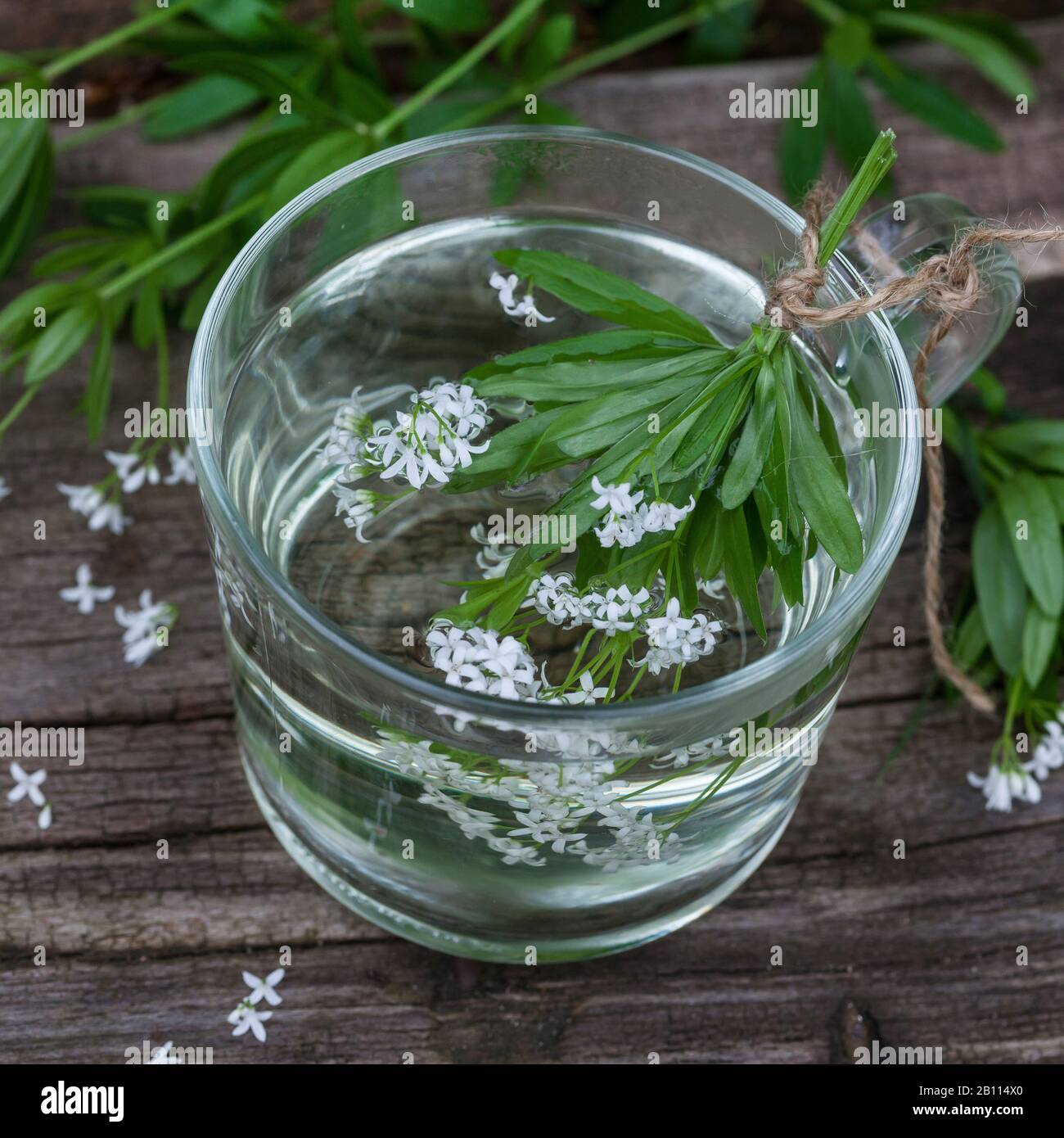 Doux Woodruff (Galium odoratum), tee fait de doux Woodruff, Allemagne Banque D'Images