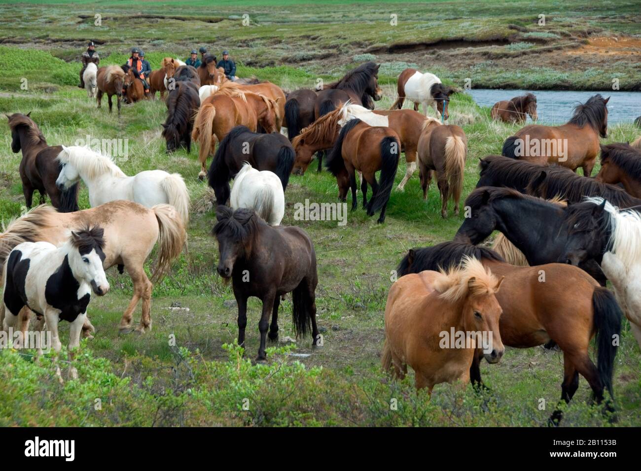 Cheval islandique, cheval islandais, poney islandais (Equus przewalskii F. cavallus), Herde, Islande Banque D'Images
