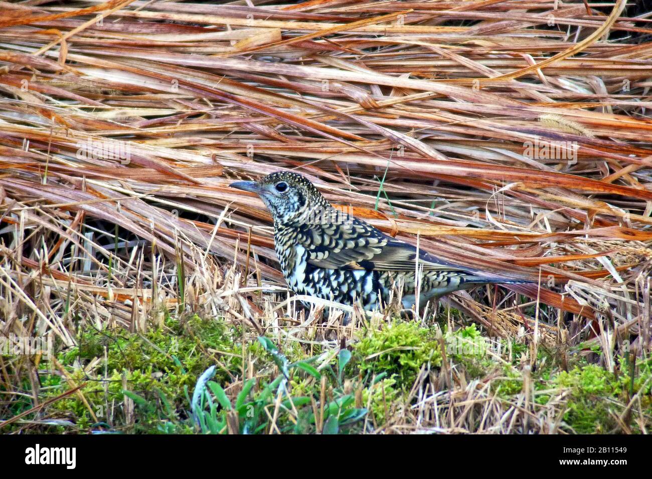 White's Thrush (Zoothera aurea), est assis sur le terrain, au Japon Banque D'Images White's Thrush (Zoothera aurea), est assis sur le terrain, au Japon Banque D'Images