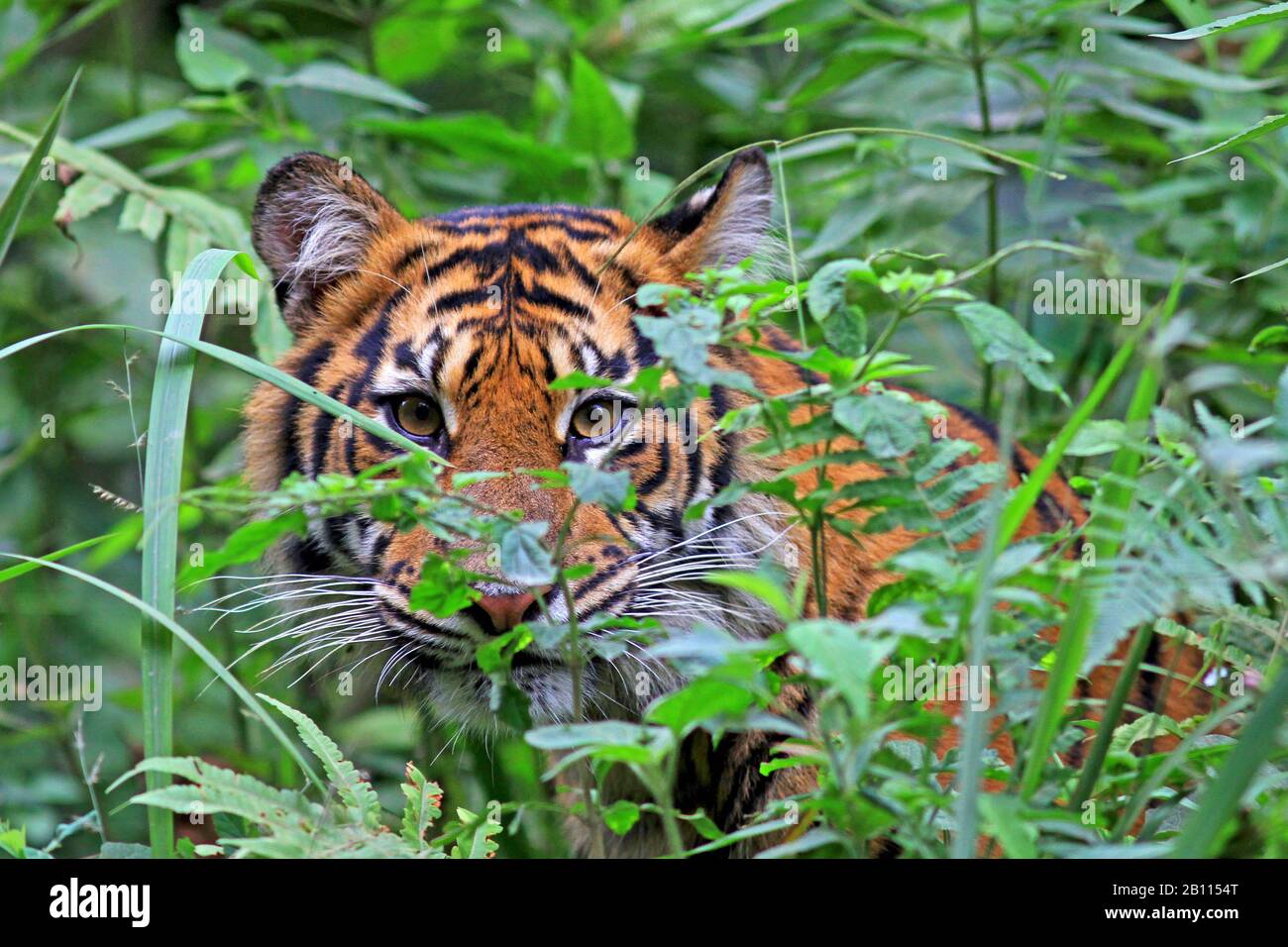 Tigre de Sumatran (Panthera tigris sumatrae), portrait, Indonésie, Sumatra Banque D'Images Tigre de Sumatran (Panthera tigris sumatrae), portrait, Indonésie, Sumatra Banque D'Images