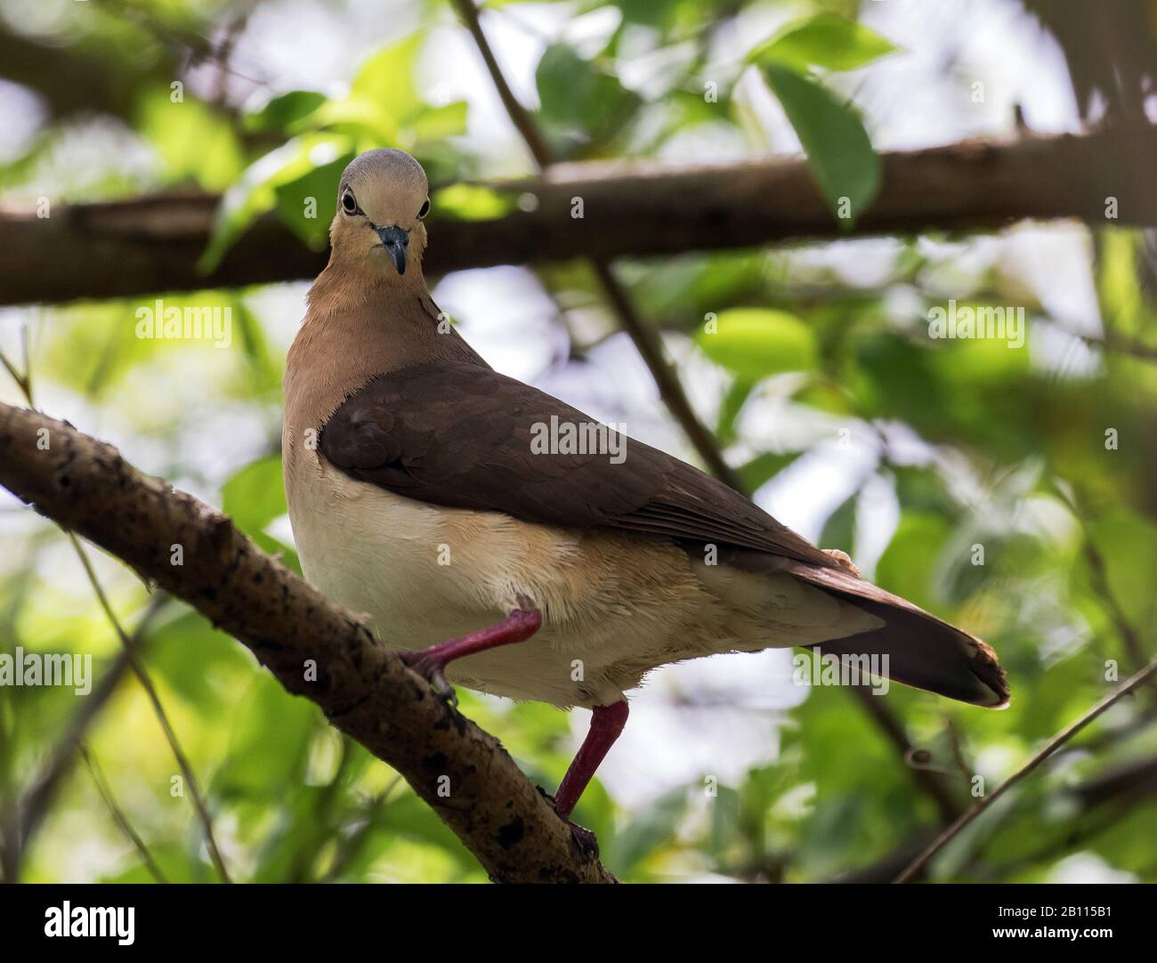 Grenade colombe (Leptotila wellsi), perché sur une branche, vue latérale, Grenade Banque D'Images