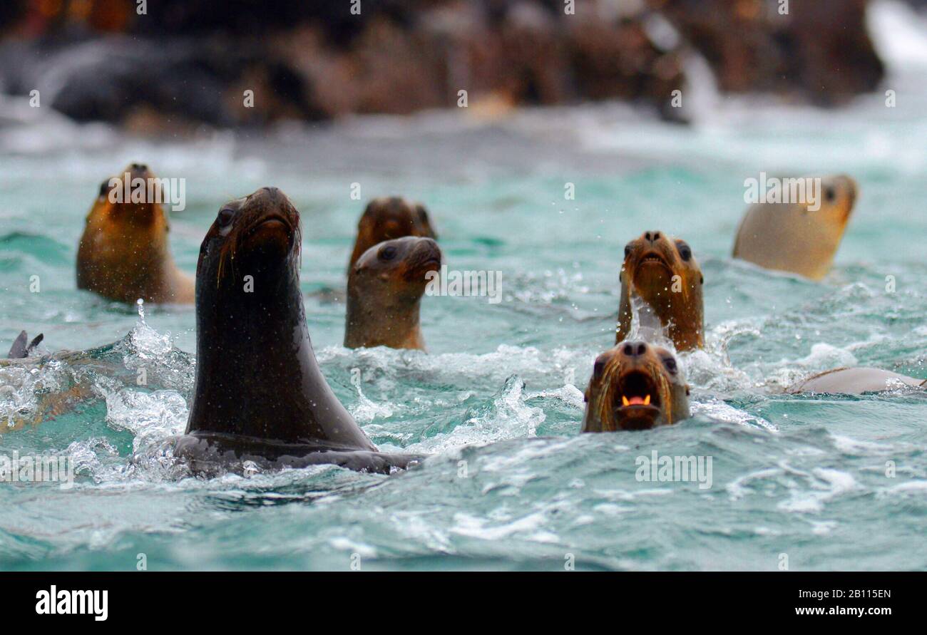 Lion de mer du sud, lion de mer d'Amérique du Sud, lion de mer de Patagonie (Otaria flavescens, Otaria byronia), groupe de natation, Pérou Banque D'Images