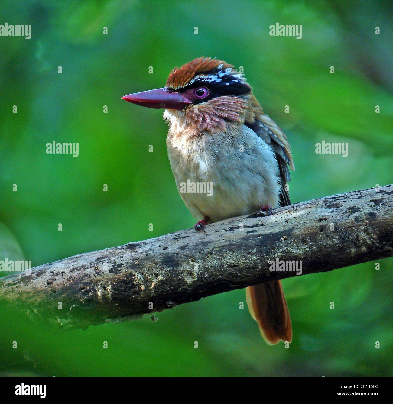 kingfisher (Cittura cyanotis), à l'élevage bleu de Sulawesi, assis sur une branche, Indonésie, Sulawesi Banque D'Images kingfisher (Cittura cyanotis), à l'élevage bleu de Sulawesi, assis sur une branche, Indonésie, Sulawesi Banque D'Images