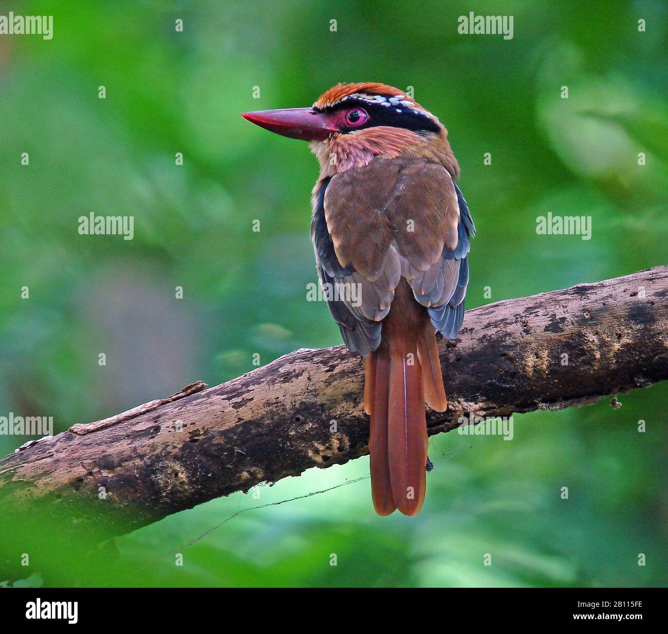 kingfisher (Cittura cyanotis), à l'élevage bleu de Sulawesi, assis sur une branche, Indonésie, Sulawesi Banque D'Images kingfisher (Cittura cyanotis), à l'élevage bleu de Sulawesi, assis sur une branche, Indonésie, Sulawesi Banque D'Images