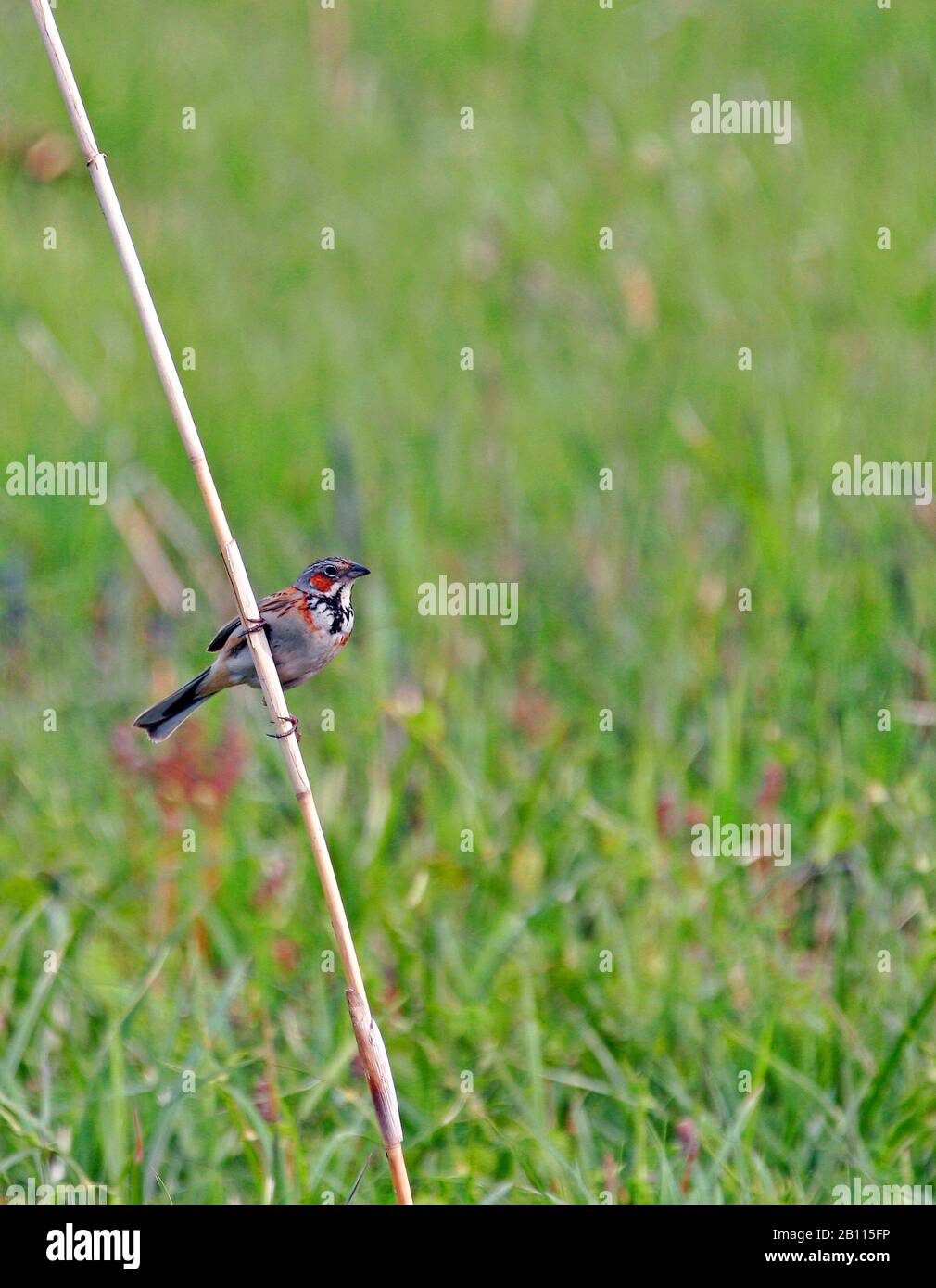 Le banderole à capuchon gris (Emberiza fucata) se trouve sur une lame d'herbe, au Japon Banque D'Images Le banderole à capuchon gris (Emberiza fucata) se trouve sur une lame d'herbe, au Japon Banque D'Images