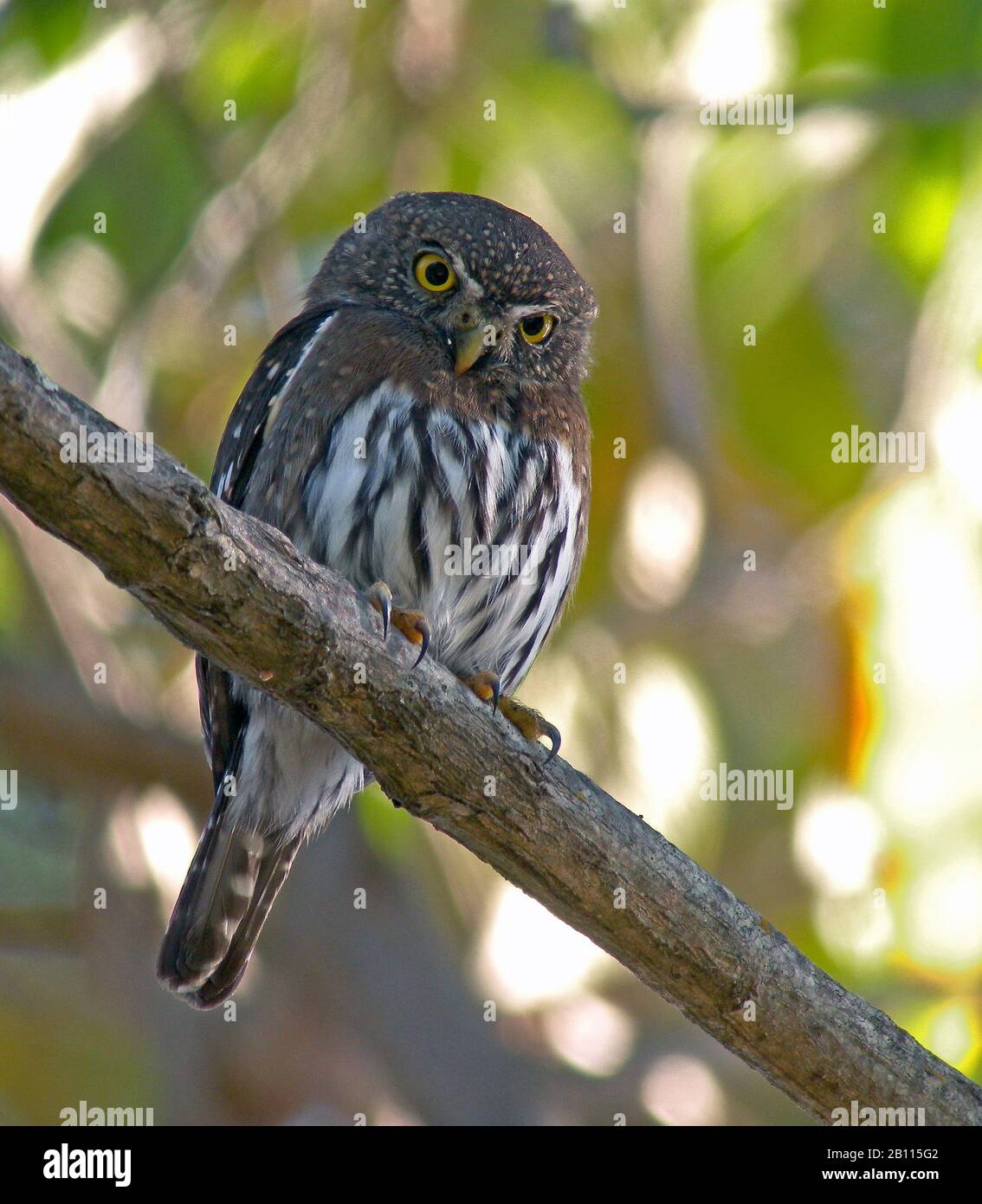 La chouette pygmée du Nord (Glaucidium gnoma) est située sur une branche, au Mexique Banque D'Images