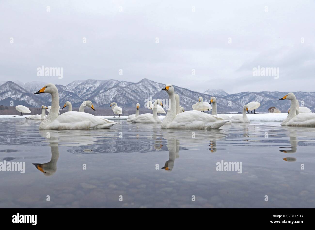 Cygnus cygnus (Cygnus cygnus), groupe sur un lac en hiver, Japon, Hokkaido, Kushiro Banque D'Images