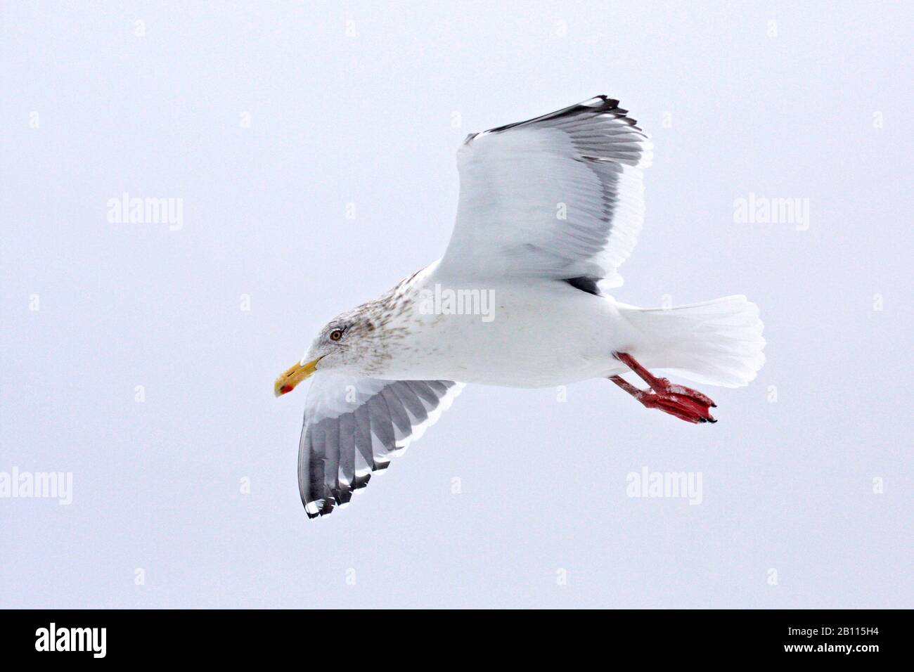 Goéland à dos de laty (Larus schistisagus), vol, Japon Banque D'Images Goéland à dos de laty (Larus schistisagus), vol, Japon Banque D'Images