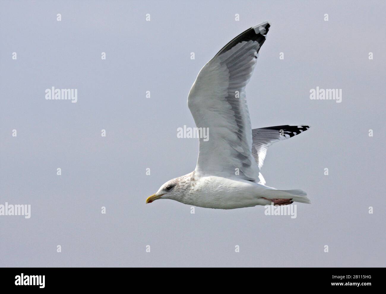 Goll de Vega (Larus vegae), en vol, Japon Banque D'Images Goll de Vega (Larus vegae), en vol, Japon Banque D'Images