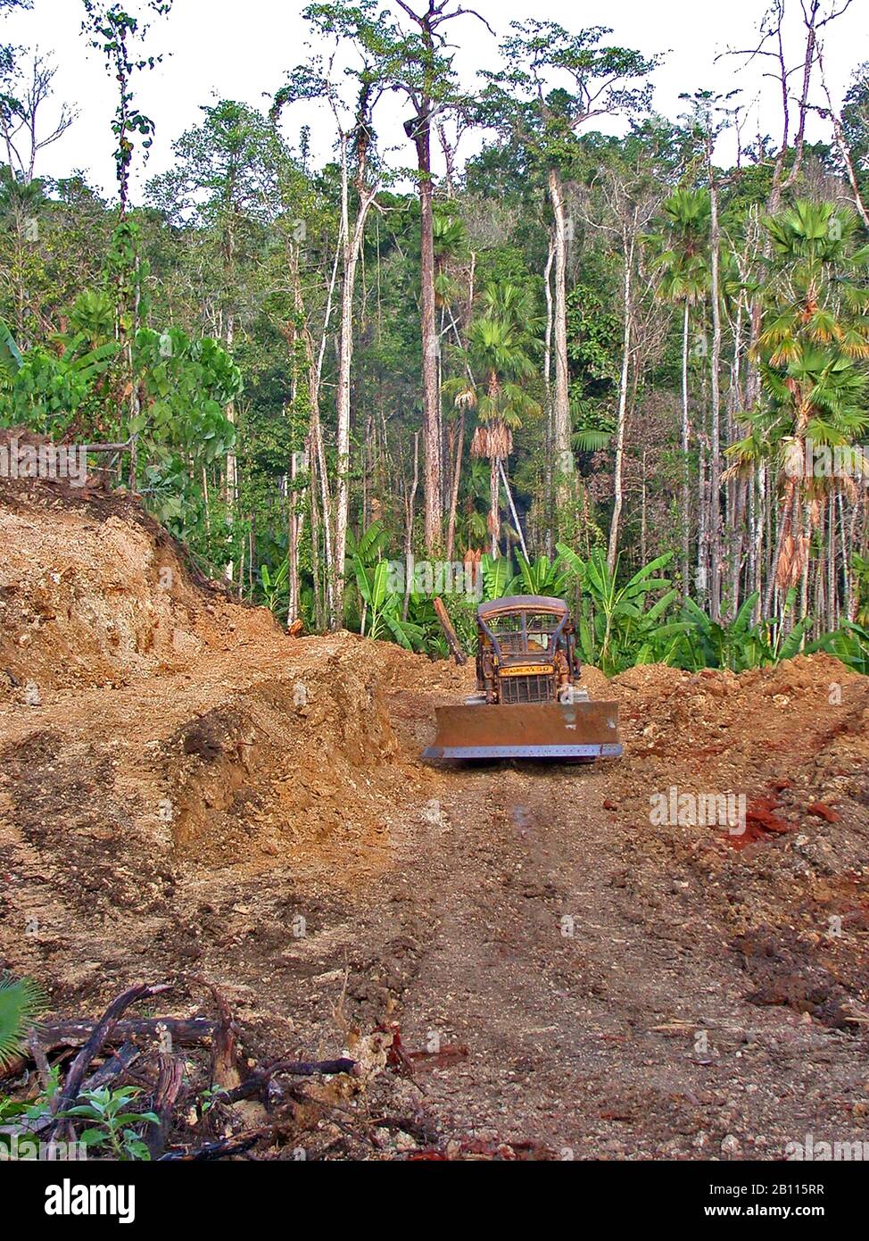 Dégagement illégal de la forêt tropicale, Indonésie, Sulawesi, Halmahera Banque D'Images