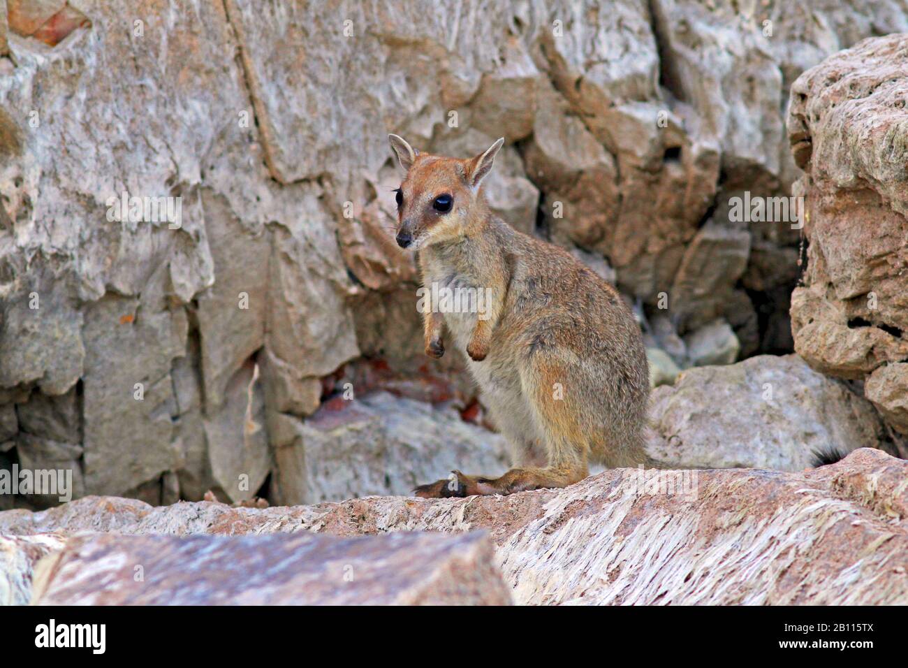 Wallaby rocheux à courte portée (Petrogale brachyotis), perché sur un rocher, Australie Banque D'Images